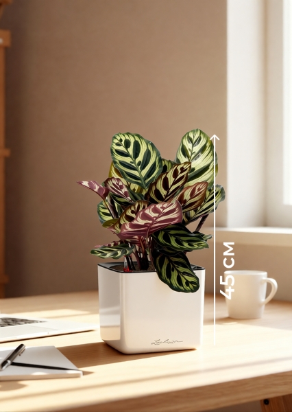 Калатея Макояна 12/35 см в CUBE GLOSSY 14 Калатея Макояна 12/35 см в CUBE GLOSSY 14