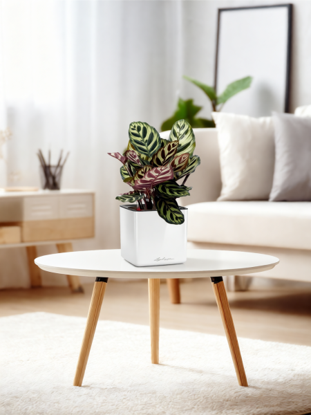 Калатея Макояна 12/35 см в CUBE GLOSSY 14 Калатея Макояна 12/35 см в CUBE GLOSSY 14