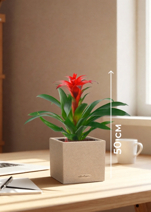 Гузмания Калипсо красная 12/40 см в CANTO STONE 14