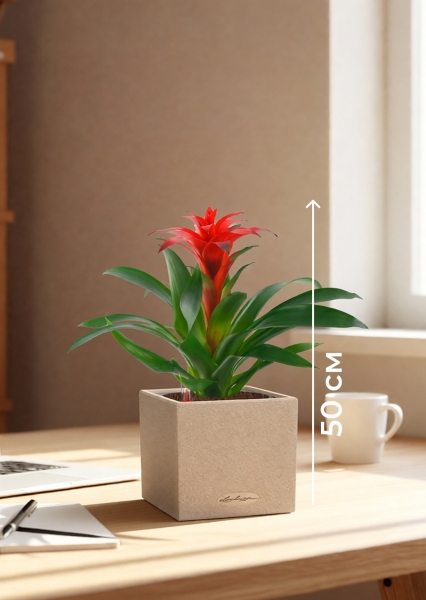 Гузмания Калипсо красная 12/40 см в CANTO STONE 14 Гузмания Калипсо красная 12/40 см в CANTO STONE 14