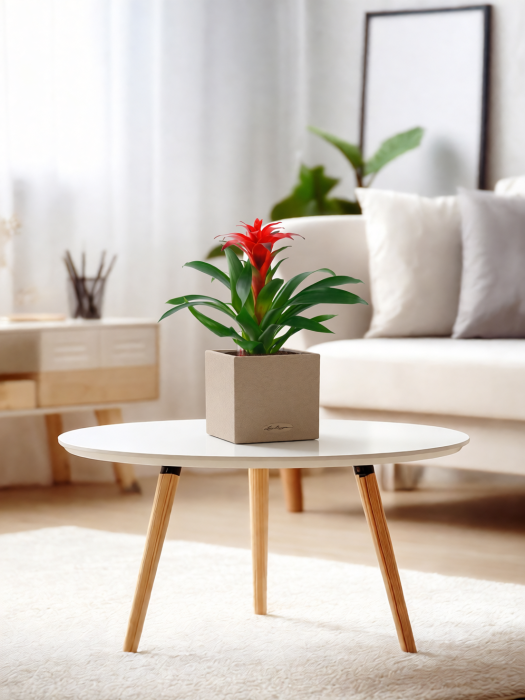 Гузмания Калипсо красная 12/40 см в CANTO STONE 14