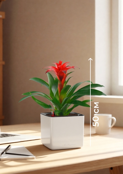 Гузмания Калипсо красная 12/40 см в CUBE GLOSSY 14 Гузмания Калипсо красная 12/40 см в CUBE GLOSSY 14