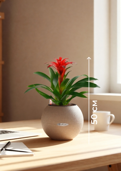 Гузмания Калипсо красная 12/40 см в PURO 20 Гузмания Калипсо красная 12/40 см в PURO 20