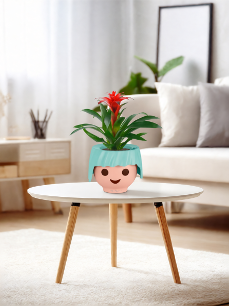 Гузмания Калипсо красная 12/40 см в OJO Гузмания Калипсо красная 12/40 см в OJO