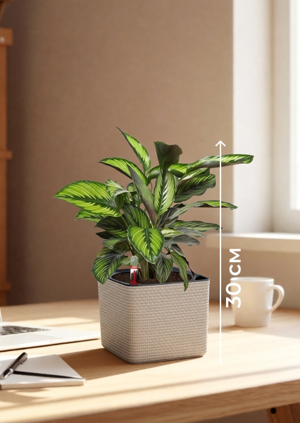 Калатея Принцепс в CUBE COLOR 14