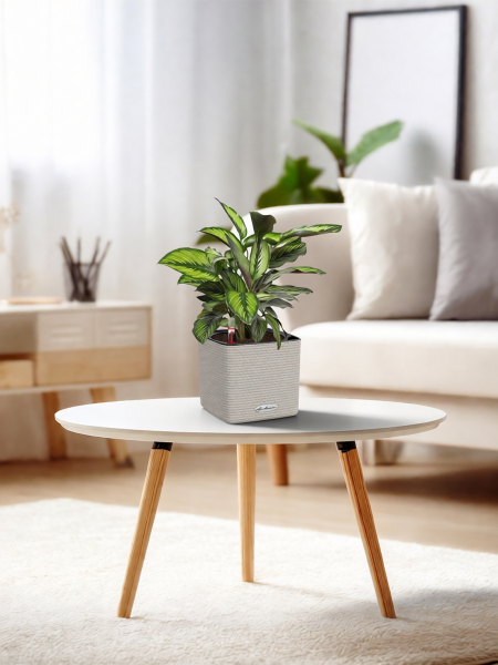 Калатея Принцепс в CUBE COLOR 14