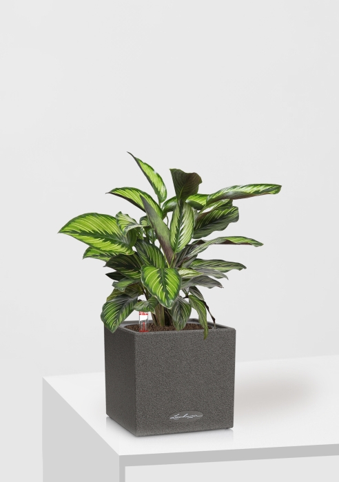 Калатея Принцепс в CANTO STONE 14, графитовый черный