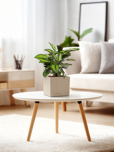 Калатея Принцепс в CANTO STONE 14