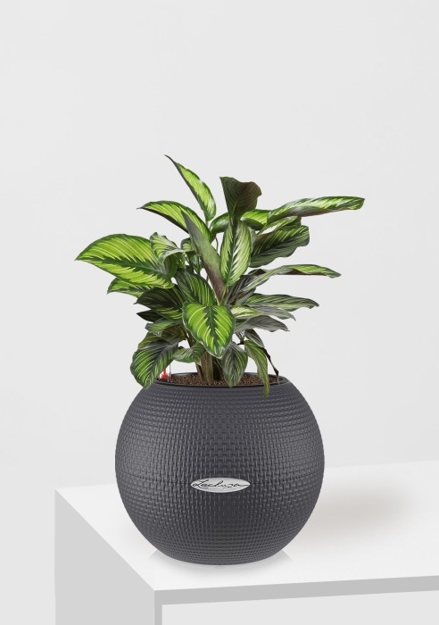 Калатея Принцепс в PURO 20, серый