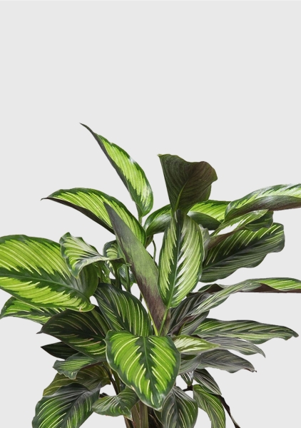 Калатея Принцепс в PURO 20