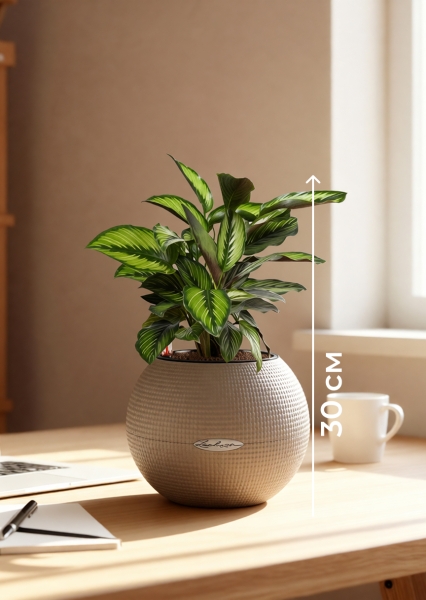 Калатея Принцепс в PURO 20