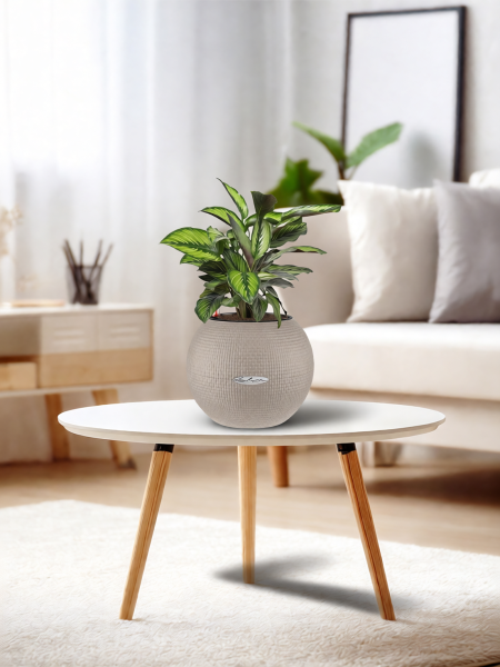 Калатея Принцепс в PURO 20