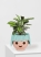 Калатея Принцепс в OjO