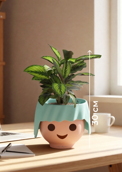 Калатея Принцепс в OjO