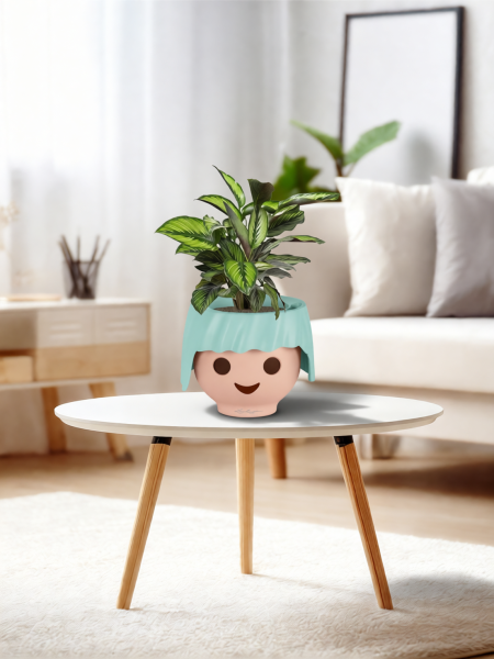 Калатея Принцепс в OjO