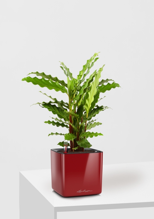 Калатея Руфибарба 12/50 см в CUBE GLOSSY 14, ярко-красный блестящий