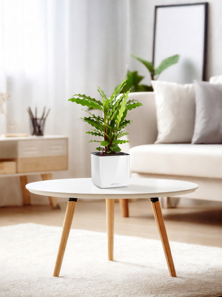 Калатея Руфибарба 12/50 см в CUBE GLOSSY 14