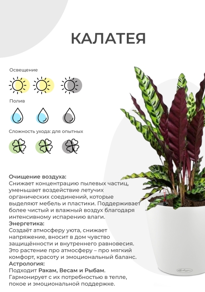 Калатея Руфибарба 12/50 см в CUBE GLOSSY 14