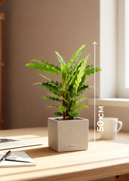 Калатея Руфибарба 12/50 см в CANTO STONE 14 Калатея Руфибарба 12/50 см в CANTO STONE 14