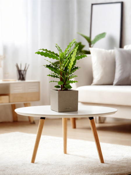 Калатея Руфибарба 12/50 см в CANTO STONE 14 Калатея Руфибарба 12/50 см в CANTO STONE 14