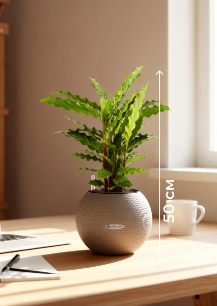 Калатея Руфибарба 12/50 см в PURO 20