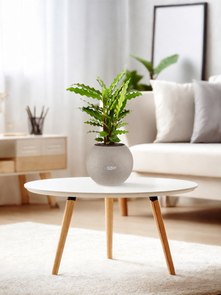 Калатея Руфибарба 12/50 см в PURO 20