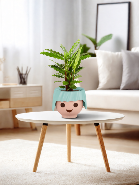 Калатея Руфибарба 12/50 см в OJO