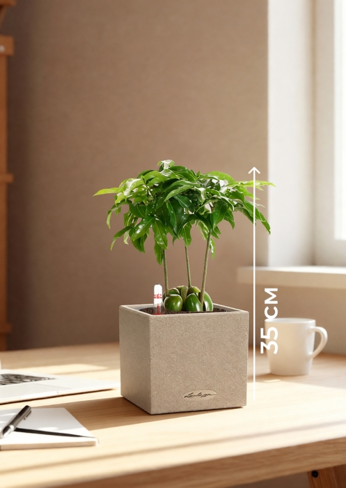 Кастаноспермум в CANTO STONE 14