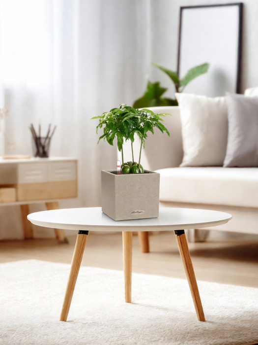 Кастаноспермум в CANTO STONE 14