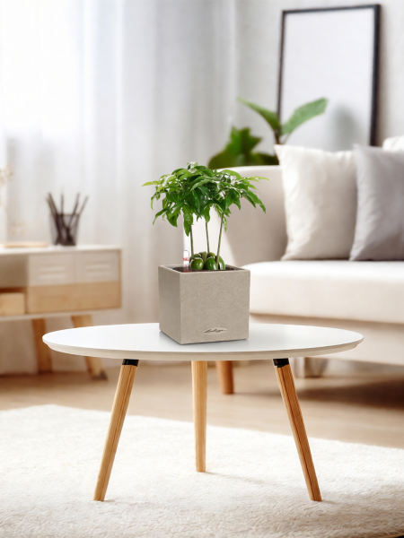 Кастаноспермум в CANTO STONE 14