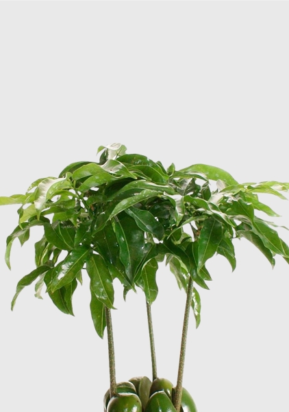 Кастаноспермум в CUBE COLOR 14