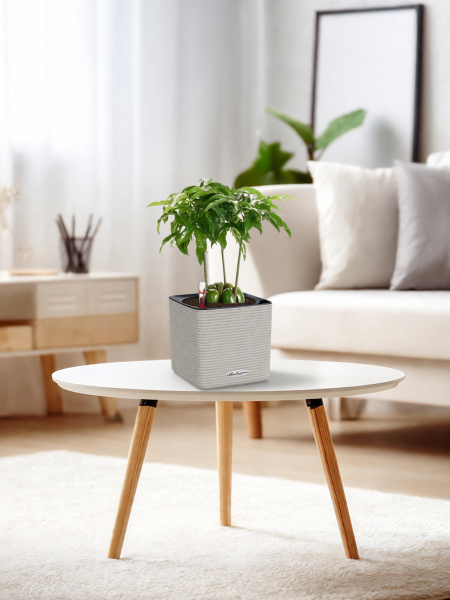 Кастаноспермум в CUBE COLOR 14