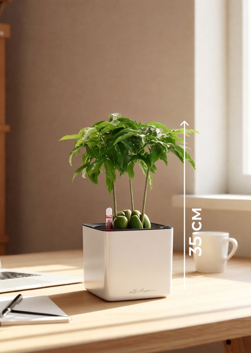 Кастаноспермум в CUBE GLOSSY 14