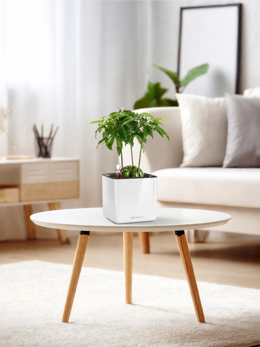 Кастаноспермум в CUBE GLOSSY 14