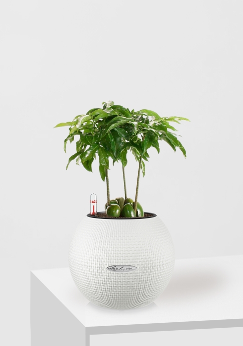 Кастаноспермум в PURO 20, белый