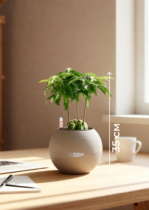 Кастаноспермум в PURO 20