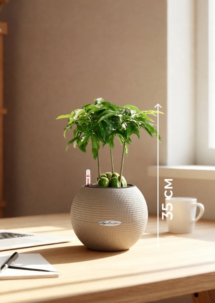 Кастаноспермум в PURO 20