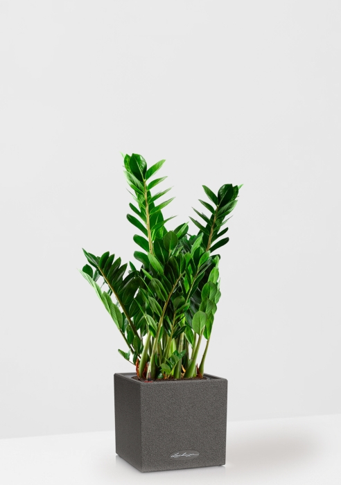 Замиокулькас 21/80 см в CANTO STONE LOW 30, графитовый черный