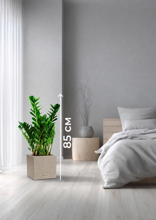 Замиокулькас 21/80 см в CANTO STONE LOW 30