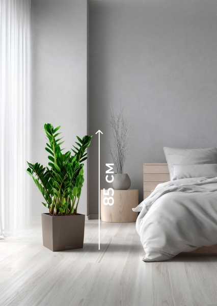 Замиокулькас 21/80 см в CUBE 30 Замиокулькас 21/80 см в CUBE 30