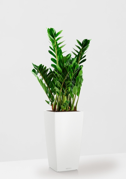 Замиокулькас 21/80 см в CUBICO COLOR 30, белый