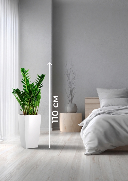 Замиокулькас 21/80 см в CUBICO COLOR 30