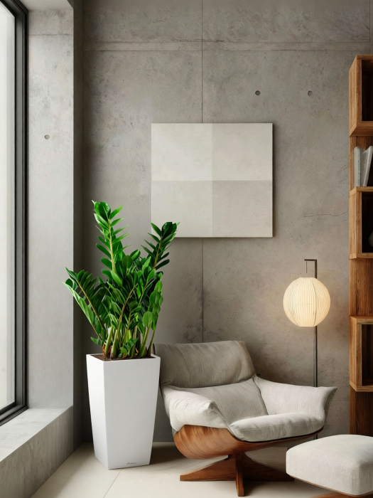 Замиокулькас 21/80 см в CUBICO COLOR 30