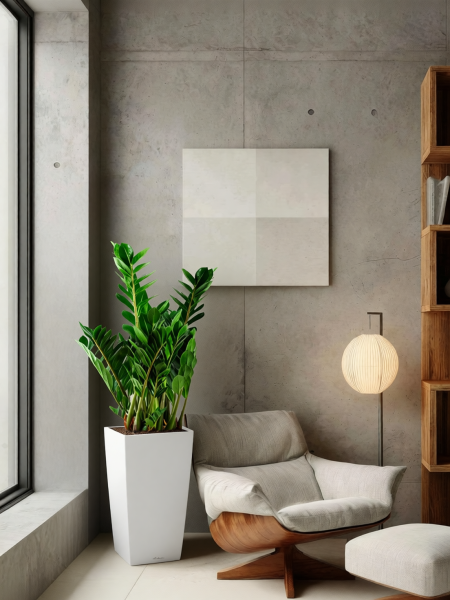 Замиокулькас 21/80 см в CUBICO COLOR 30