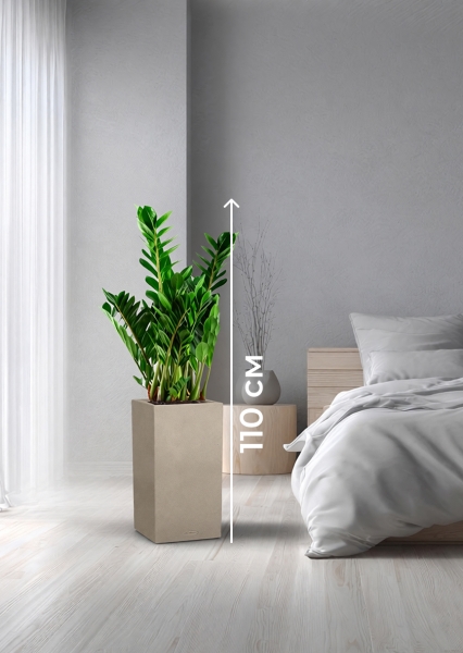 Замиокулькас 21/80 см в CANTO STONE HIGH 30 Замиокулькас 21/80 см в CANTO STONE HIGH 30