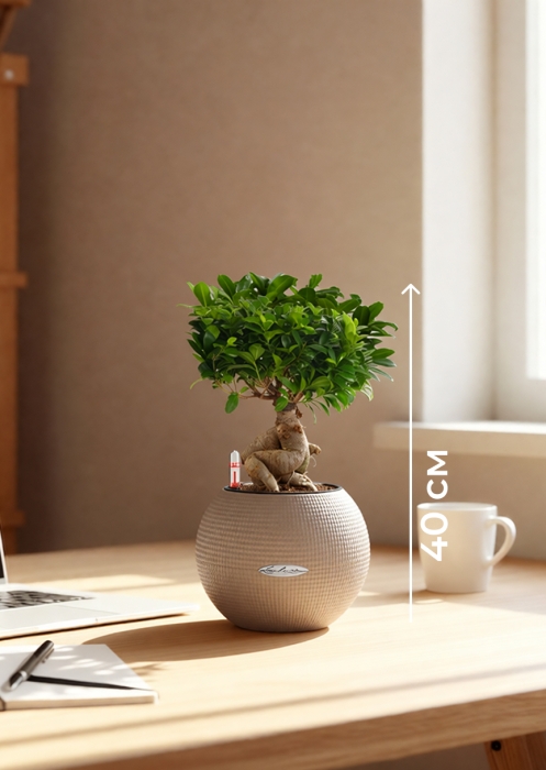 Фикус бонсай в PURO 20