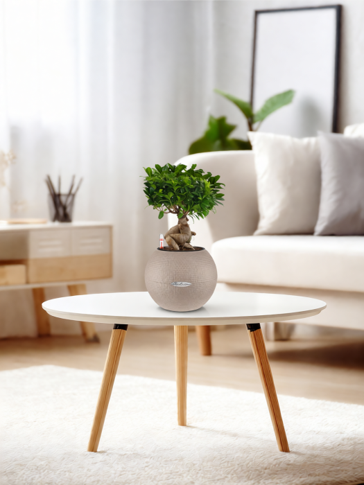 Фикус бонсай в PURO 20