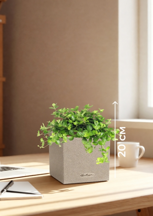 Пеперомия Ротундифолия в CANTO Stone 14