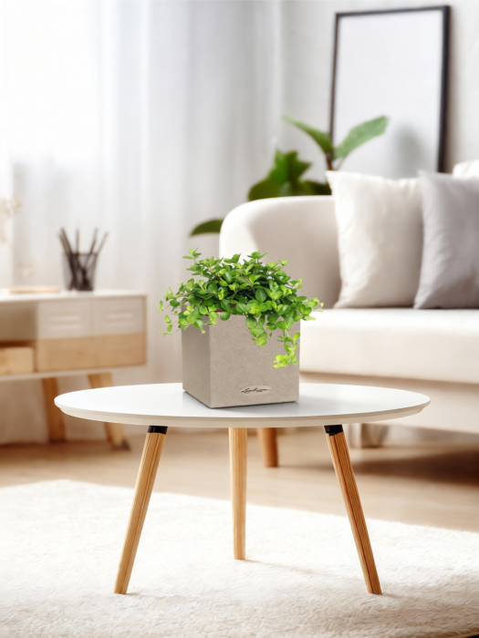 Пеперомия Ротундифолия в CANTO Stone 14