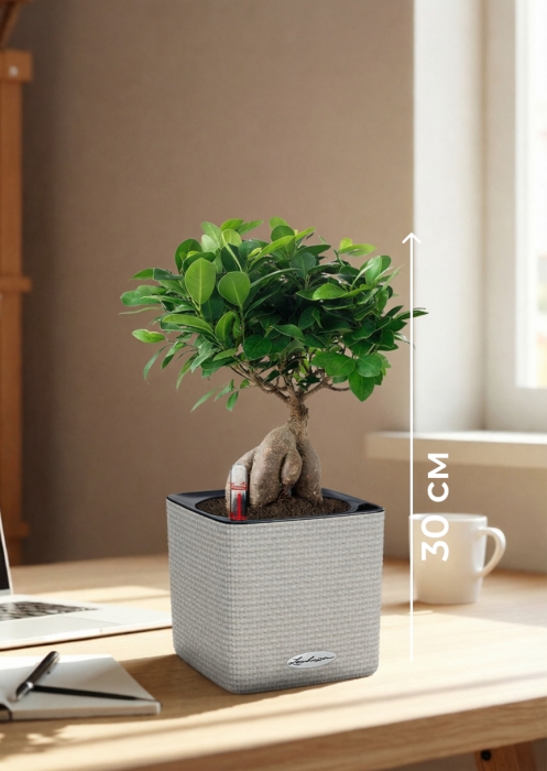Фикус Микрокарпа бонсай в CUBE COLOR 14
